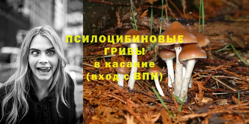 Галлюциногенные грибы Psilocybe  KRAKEN вход  Богучар 